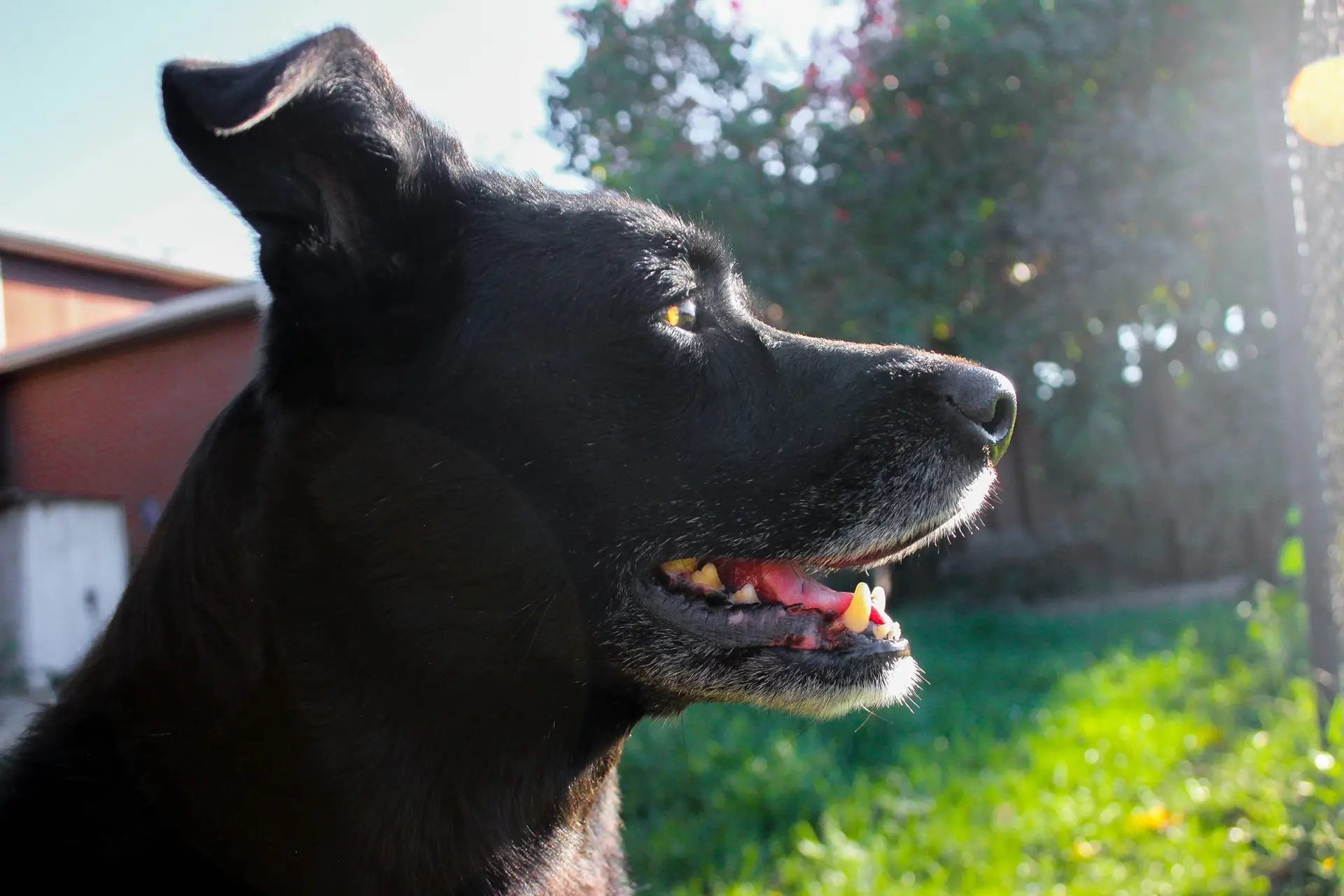 Black Dog